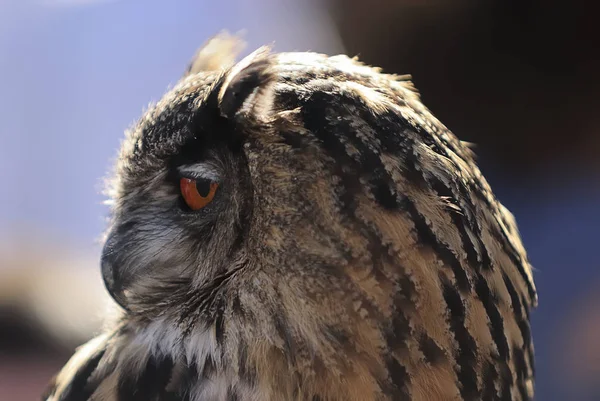 closeup view of eagle owl at wild nature