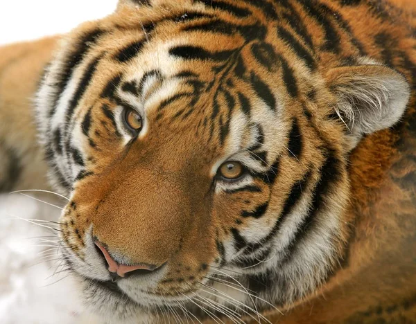 Bekijk Een Siberische Tijger — Stockfoto