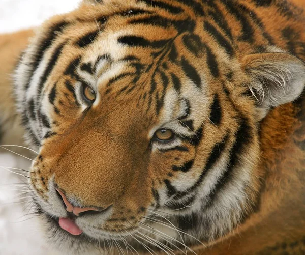 Uitzicht Een Siberische Tijger — Stockfoto