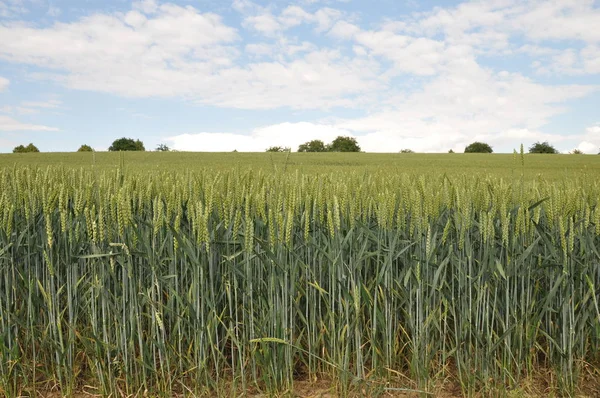 Vetefält Spannmålsodling Landsbygdslandskap — Stockfoto