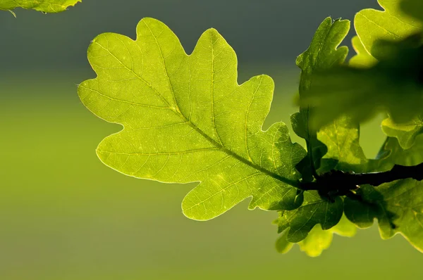 Mooi Botanisch Schot Natuurlijk Behang — Stockfoto