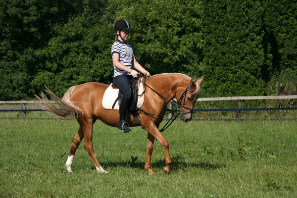 Close Van Meisje Met Paard — Stockfoto