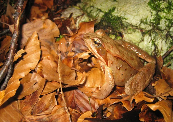 Βάτραχος Αμφίβιο Ζώο Λίμνης — Φωτογραφία Αρχείου