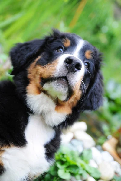 Bernese Sennen Dog — стоковое фото