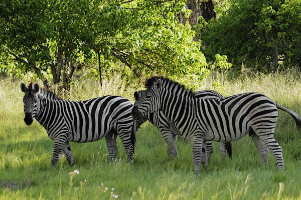 Three Grevy\'s zebras (Equus grevyi) in a forest, Okavango Delta, Botswana