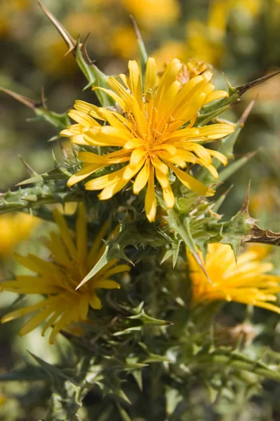 Yellow Thistle Mediterranean Climate — 스톡 사진