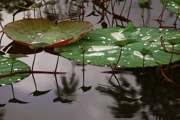 Schilderachtig Uitzicht Prachtige Kleurrijke Lotus — Stockfoto