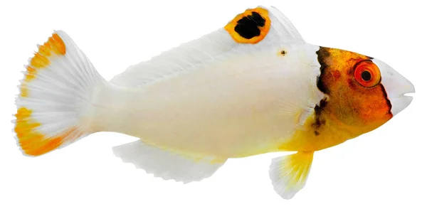 Suyun Altındaki Papağan Balığının Yakın Plan Görüntüsü — Stok fotoğraf