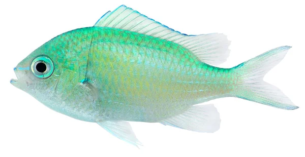 Grön Chromis Chromis Viridis — Stockfoto