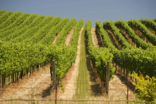 Vineyard in a rolling landscape