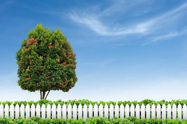 Cerca Blanca Árbol Cielo Azul — Foto de Stock