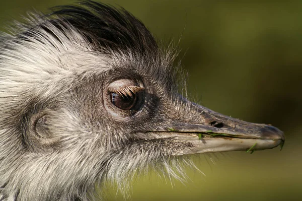 Pták Pštrosí Volně Žijící Zvěř — Stock fotografie