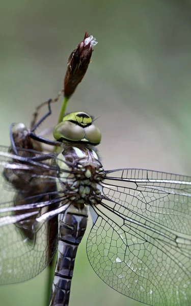 Closeup Macro View Dragonfly Insect — Stock Photo, Image