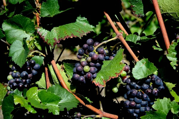 Bunches Grapes Agricultural Grapevines Grapes — Stock Photo, Image