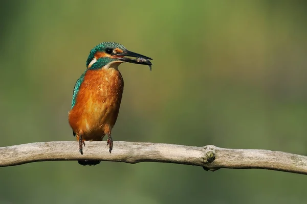 Nahaufnahme Von Eisvogel Freier Wildbahn — Stockfoto