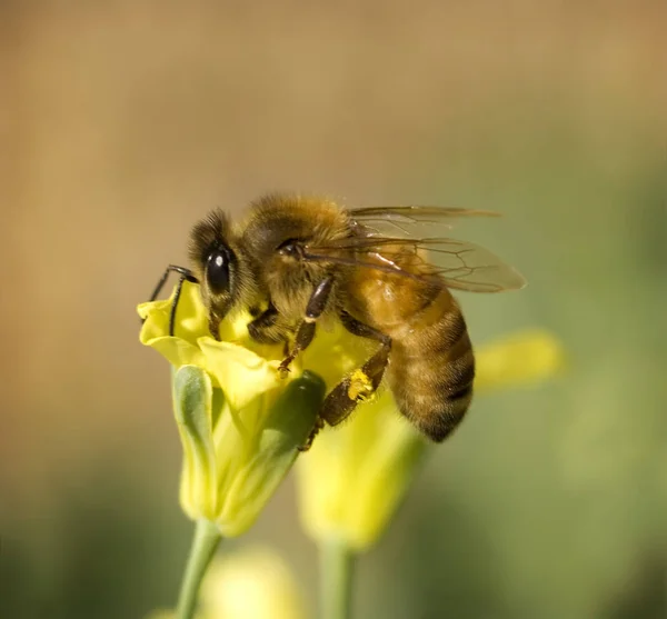 Busy Worker Bee Collects Pollen Yellow Spring Broccoli Flow — Stock Photo, Image