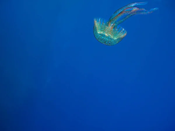 jellyfish sea underwater, sea life creature