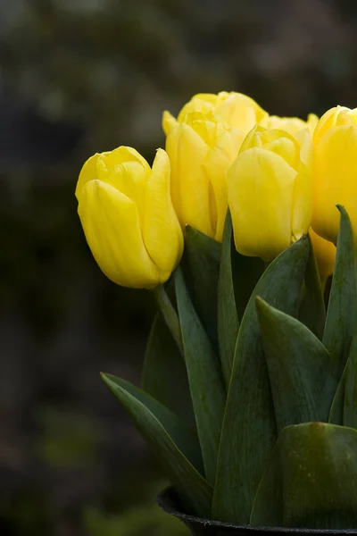 Bella Vista Fiori Tulipano Naturale — Foto Stock