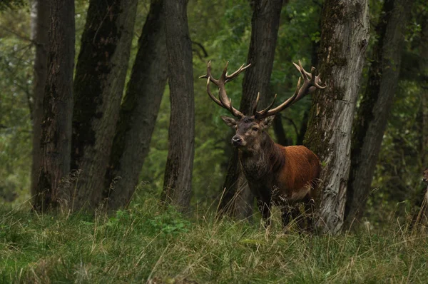 Faune Naturelle Faune Des Cerfs — Photo