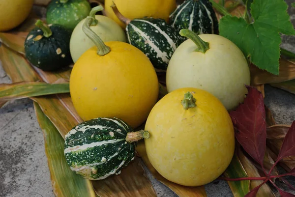 Calabazas Verduras Calabaza Alimentos Vegetales —  Fotos de Stock