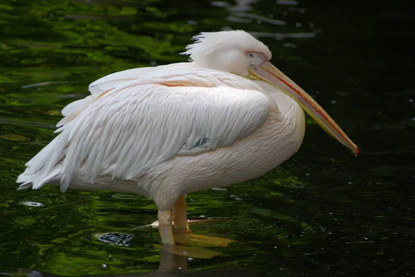 Oiseau Baignade Concept Sauvagerie — Photo