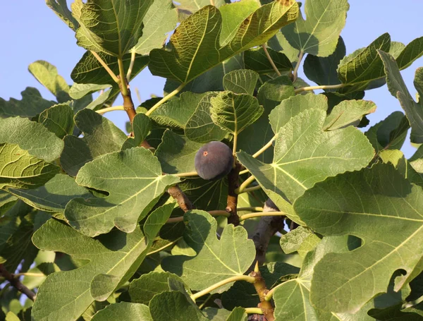 Feigenbaum Grüne Blätter Des Obstbaums — Stockfoto