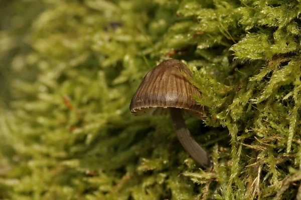 Nadelwald Mit Farnpflanzen Grünes Gras — Stockfoto