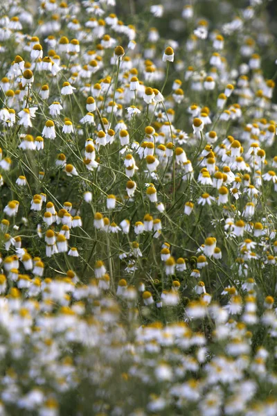 Chamomile Flowers Petals Homeopathy Flora — Stock Photo, Image