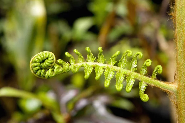 Close-up of a plant sprouting, Hawaii Tropical Botanical Garden, Hilo, Big Island, Hawaii Islands, USA