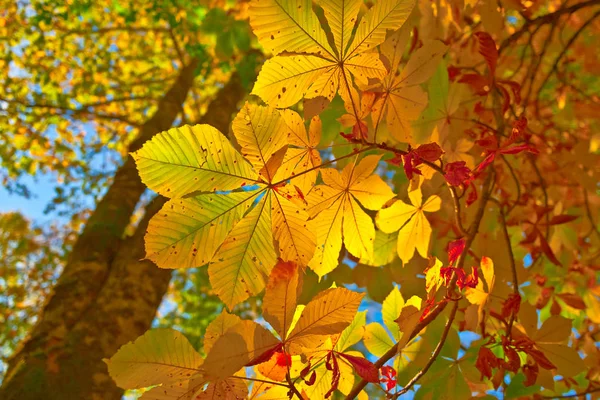 Autumn Leaves Background Close — Stock Photo, Image