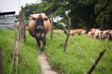 Calf in the grass in Costa Rica clipart