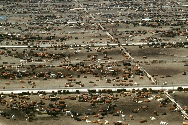 Aerial view of World?s largest cattle feedlot (120,000 head). Monfort beef, CO