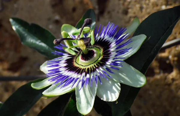 Vue Panoramique Belles Fleurs — Photo