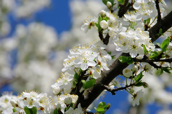 Pflaumenbaumblüte Zwetschgenblüte — Stockfoto
