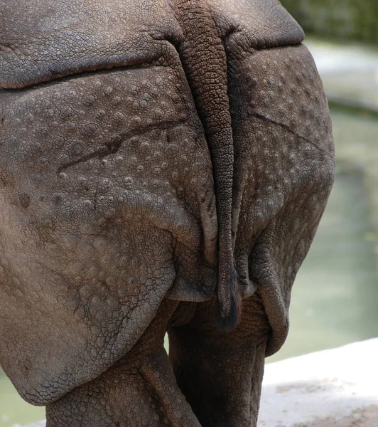Detailní Záběr Zvířat Zoologické Zahradě — Stock fotografie