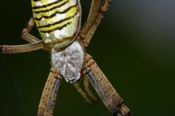 Vue Rapprochée Insecte Araignée Guêpe — Photo