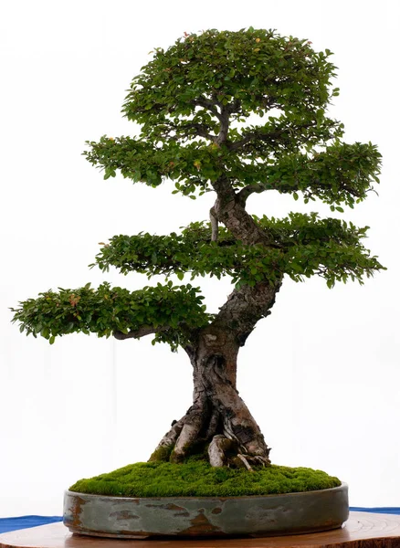 Китайський Бонсайські Дерева — стокове фото