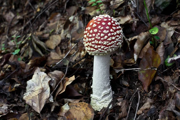 Cultivo Cogumelos Botânica Flora Fungo — Fotografia de Stock