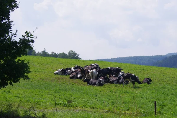 Malebný Výhled Krajinu — Stock fotografie