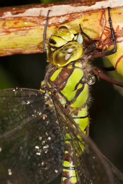 Dragonfly Very Detailed View — Stock Photo, Image