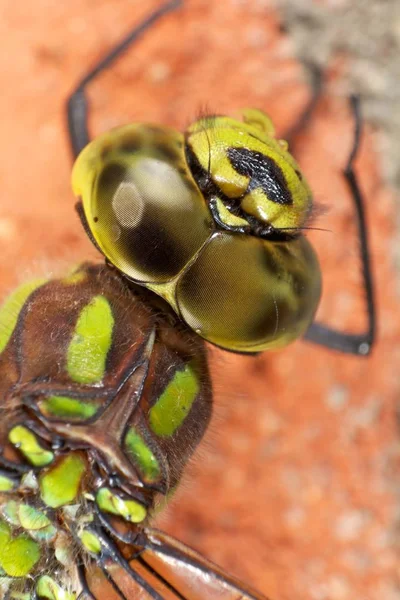 Libélula Visão Muito Detalhada — Fotografia de Stock