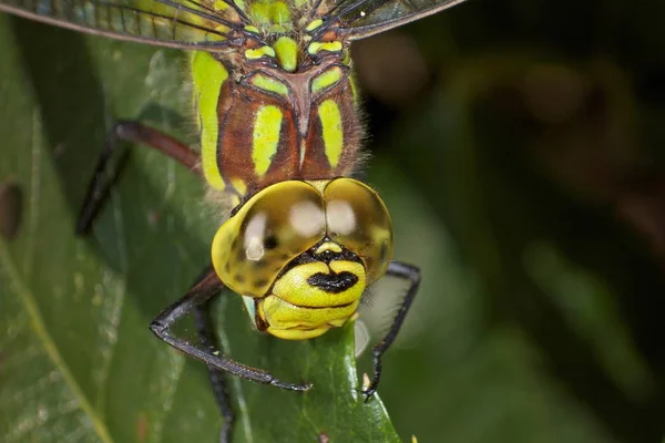 Dragonfly Very Detailed View — Stock Photo, Image