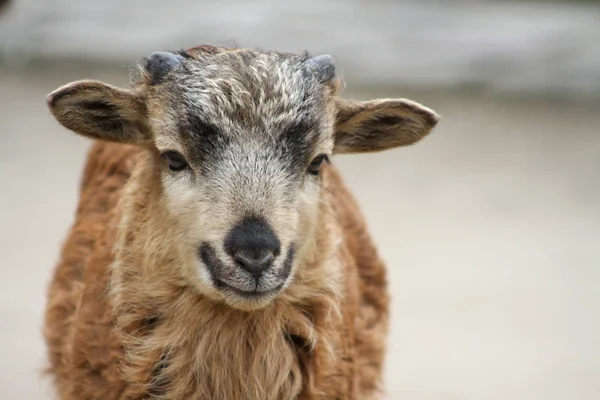 Close Van Jonge Cameroon Schapen — Stockfoto