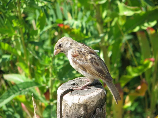 Uccellino Curioso Sul Tronco — Foto Stock