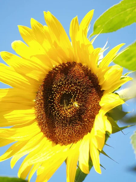 Girasoles Vista Cerca —  Fotos de Stock