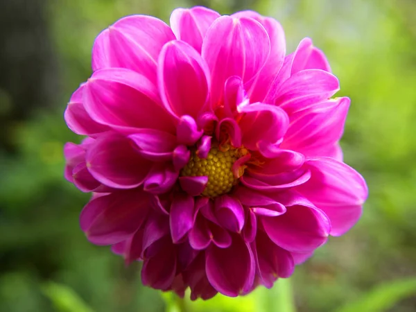 Flori Vară Botanică Floră — Fotografie, imagine de stoc