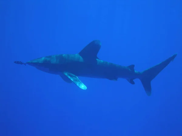 Sempre Passo Frente Peixe Piloto Seu Elemento — Fotografia de Stock