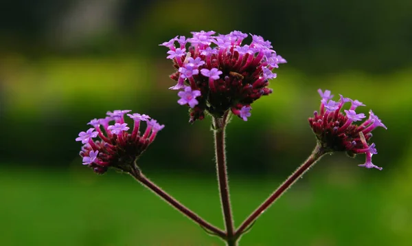 Hermoso Plano Botánico Fondo Pantalla Natural — Foto de Stock