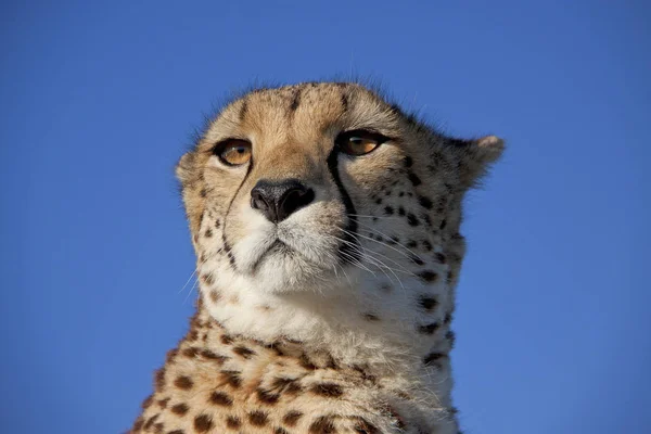 Ghepardo Maculato Africano Predatore Grande Gatto — Foto Stock
