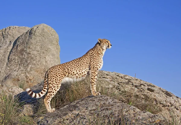 Cheetah Rock — Stock Photo, Image